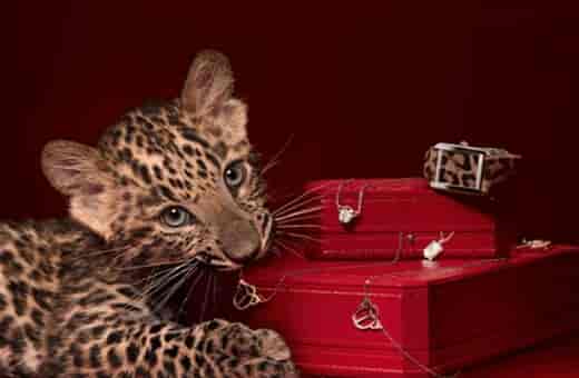 沛纳海手表售后维修